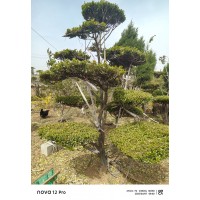 别墅庭院园艺绿化 造型瓜子黄杨 玉峻苗木批发 根系旺易成活