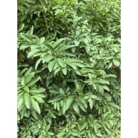 石榴价格，石榴树，石榴果，石榴盆景专供