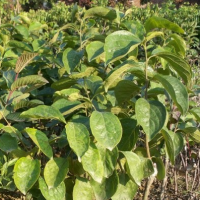 柿树价格，柿树小苗价格，柿树专供