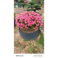 白花杜鹃 杜鹃 露地培育杜鹃花球 盆栽花坛装饰花 绿百春苗木