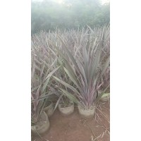 澳洲朱蕉 庭院观叶盆栽 朱蕉 阳台花园造景 耐寒植物 绿百春