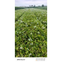 白玉簪 玉簪白萼 性喜阴湿环境耐寒 地被植物岸边绿化 绿百春