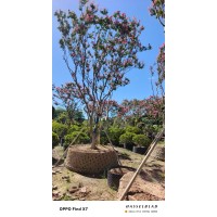 各种规格高杆紫薇大树拆扣价格18-20-30公分米径量尺 绿百春苗木基地