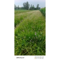 紫娇花 基地批发紫娇花 多年生球根花卉 株高30-50公分 庭院道路绿化灌木 绿百春