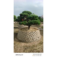 精品造型罗汉松 庭院景观树 别墅绿化雀舌罗汉松盆景 绿百春