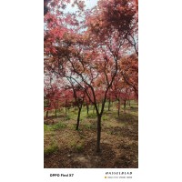 10-18公分鸡爪槭规格齐全 观叶观形红枫树 量大售 绿百春