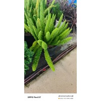 狐尾天门冬 大杯 盆苗 花境植物 一站式配送 万亩基地批发 浙江苗木 绿百春苗木基地