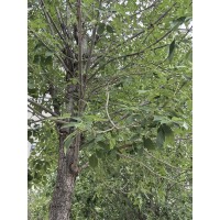 白蜡 河北卓森景观绿化 白蜡行道树 白蜡树 园林绿化景观树 城市绿化树