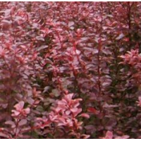 紫叶小檗 苗圃直供 紫叶小檗 落叶灌木 园林绿化 喜光耐寒 适应性强