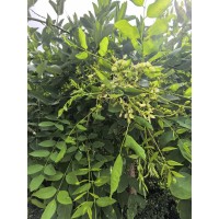 龙爪槐 精心养护3年冠龙爪槐 5 7 8 10 12 15公分 冠幅饱满绿化效果好