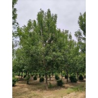 国槐，白蜡，柽柳，柳树，丛生白蜡 滨州狼腾园林有限公司