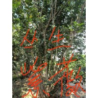 紫薇丛高5米高，3米冠 紫薇树 园林绿化树 大规格丛生紫薇