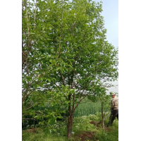 10-12公分精品柿子树 果树苗木 柿子树 别墅绿化