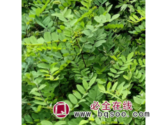 刺槐小苗 刺槐树苗 大型刺槐树 别墅庭院 花园带土绿化 现货直供图1