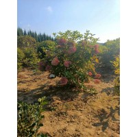 红王子锦带苗 锦带小苗 锦带 东北苗木 园林绿化树苗销售