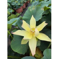 荷花-睡莲-水生植物-水生植物培育和销售-蚌埠韵莲苑景观园林