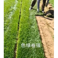 各种冷暖季型精品草坪大量出货 冷季型，四季青，高羊茅