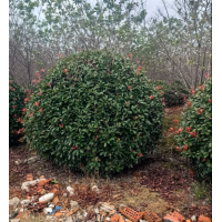 红叶石楠球 大规格红叶石楠 园林绿化 退林低价处理苗木