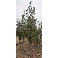 欧洲小叶椴绿塔 4到6公分 欧洲小叶椴 必诚苗木