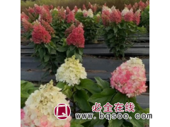 直立圆锥绣球工程苗高0.5-2.2 米 独杆绣球1-5 公分图1