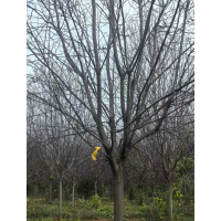 紫叶稠李8～10公分大量 园林绿化苗木 东北苗木 自家圃地