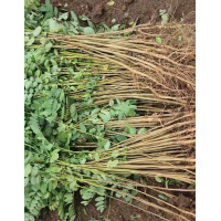 紫穗槐苗#紫穗槐优质苗#紫穗槐苗#棉槐苗#边坡绿化