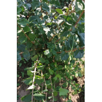 清地处理紫丁香60-80高绿篱苗 不秃腿，上下有叶，非水肥苗