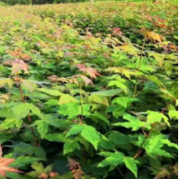 五角枫 木森林苗圃 园林绿化树 东北苗木基地 五角枫小苗