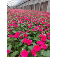 长春花 营养杯长春花批发 可作切花 园林绿化 鑫迪花卉苗木