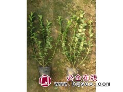 小叶黄杨瓜子黄杨球卫矛冬青球四季青耐寒绿篱植物 鑫迪花卉苗木图1