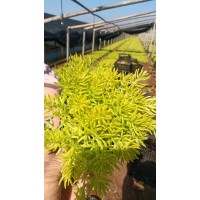 双色盆佛甲草盆栽小苗种植基地 观赏价值高 青州鑫迪花卉苗木