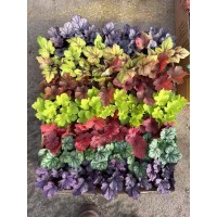 多年生草本植物矾根 园林工程立体墙体绿化 彩叶耐寒庭植物