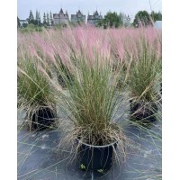 抗碱耐旱工程花海 粉黛乱子草 观赏杯苗 根系发达 造景 宏胜