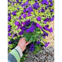 垂吊牵牛 矮牵牛苗 花色丰富艳丽 城市公园花坛摆花 宏胜花卉