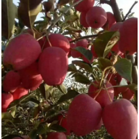 鸡心果 基地出售鸡心果 别墅小区绿化景观苗木 道路两侧行道景观树