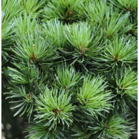 罗汉松盆景 造型罗汉松 黑松 别墅庭院风景树 规格齐全