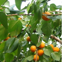 山杏 大庆市林甸县绿博苗圃 山杏小苗 果树苗销售 东北苗木