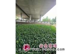 基地大量供应 常春藤小苗 四季常青 爬藤植物 北京格润园艺图1