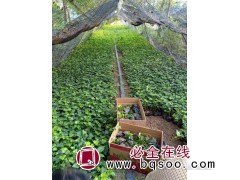 常春藤 爬藤 植物四季常青 室外庭院 攀援绿化工程苗木 格润图1