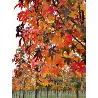 欧洲枫香苗 5-10公分欧洲枫香苗 名优种植 欧洲枫香小苗