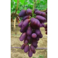 早熟葡萄苗 酿酒葡萄苗 中晚熟葡萄苗 北方种苗生产基地 葡萄