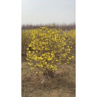 少帅苗木绿化基地供乔木类/花灌木类建圃小苗，大堆连翘球工程苗