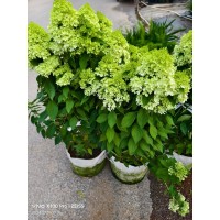 多色绣球 花量大 花色丰富 园林景区花海造景工程苗 宏胜花卉