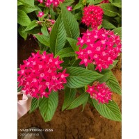 五星花盆栽 花冠呈筒状 上部裂片呈五角星形 鲜红色 宏胜花卉