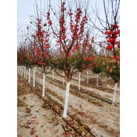 地径8厘米园林绿化工程海棠 露地栽培环境 绚丽海棠 明信生态