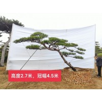 基地直供 造型罗汉松 黑松 别墅庭院风景树规格齐全 义国园林