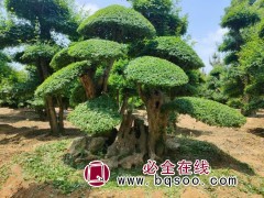 泰安义国园林专供泰山松、对接白蜡、白蜡造型、别墅高档树图1