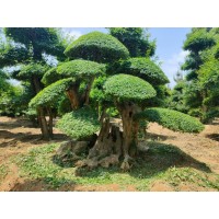 泰安义国园林专供泰山松、对接白蜡、白蜡造型、别墅高档树