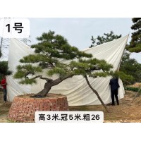 20-30公分造型罗汉松 基地采购 庭院别墅主景树 义国园林