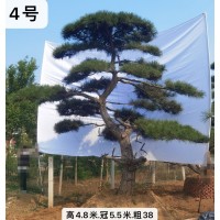 基地批发造型黑松松 小区别墅庭院风景树 规格齐全 绿化种植基地 义国园林